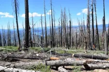 Beyond the burn: Harvesting dead wood to reduce wildfires and store carbon