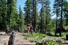 Beyond the burn: Harvesting dead wood to reduce wildfires and store carbon 2