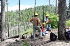 Beyond the burn: Harvesting dead wood to reduce wildfires and store carbon 3