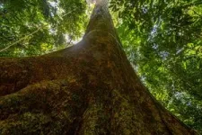 Bezos Earth Fund grants $12 million to Smithsonian to support major forest carbon project 2