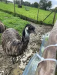 Big birds like emus are technical innovators, according to University of Bristol researchers