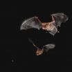 Big brown bat males call 'dibs' on food 2