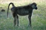 Big butts arent everything to male baboons