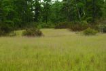 Big city life: New leafhopper species found on a threatened grass in New Jersey 2