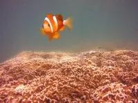 Big differences in how coral reef fish larvae are dispersed