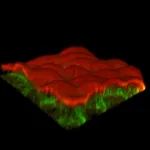 Big impacts from small changes in cell