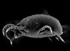 Big pest, small genome