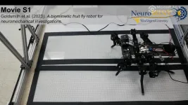 Big robot bugs reveal force-sensing secrets of insect locomotion