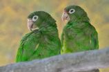 Big science: Local funding supports open-access sequencing of the Puerto Rican Parrot genome