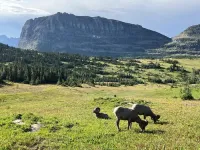 Bighorn sheep associations: understanding tradeoffs of sociality and implications for disease transmission