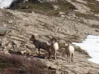 Bighorn sheep associations: understanding tradeoffs of sociality and implications for disease transmission 2