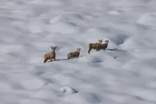 Bighorn sheep face death by avalanche in Sierra Nevada range