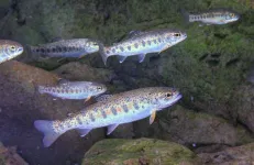 Billions in conservation spending fail to improve wild fish stocks in Columbia Basin