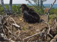 Bioaccumulation of phased-out fire retardants is slowly declining in bald eagles