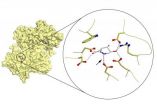 Biochemists develop promising new treatment direction for rare metabolic diseases