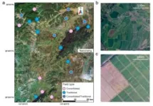 Biodiversity in the margins: Merging farmlands affects natural pest control 2