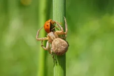 Biodiversity increases nutrient availability