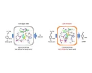 Bioengineered enzyme creates natural vanillin from plants in one step