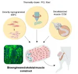 Bioengineered hybrid muscle fiber for regenerative medicine