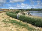 Bioengineering with vetiver grass on Guam