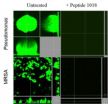 Biofilm defense: Mechanisms and actions of a new class of broad-spectrum antimicrobials