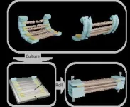 Biohybrid hand gestures with human muscles 2