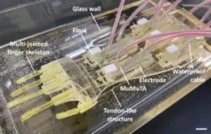 Biohybrid hand gestures with human muscles 3