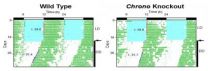 Bioinformatics profiling identifies a new mammalian clock gene