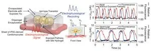 Bioinspired droplet-based systems herald a new era in biocompatible devices 3