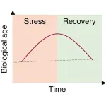 Biological age is increased by stress and restored upon recovery