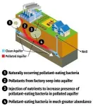 Biological cleanup discovered for certain “forever chemicals” 2