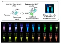 Bioluminescent cell imaging gets a glow-up