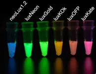 Bioluminescent proteins made from scratch enable non-invasive, multi-functional biological imaging