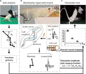 Biomimetic peripheral nerve stimulation promotes the rat hindlimb motion modulation in stepping: An experimental analysis