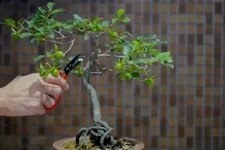 Biomolecular bonsai: Controlling the pruning and strengthening of neuron branches