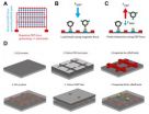 Biomolecular tweezers facilitate study of mechanical force effects on cells and proteins 2