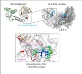 Biophysicists found an Achilles heel of a cancerogenic virus