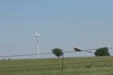 Bird and bat deaths at wind turbines increase during species’ seasonal migrations