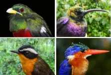 Bird data from Ethiopia fills in baseline data gaps