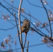 Bird song-sharing like verbal sparring