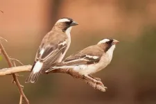 Bird study finds sons help their parents less than daughters because they’re scouting future prospects