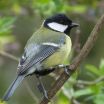 Birds conform to local traditions