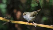 Birds cry wolf to scare predators