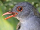 Birds do better in agroforests than on farms