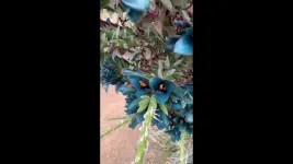 Birds do it, bees do it … sip alcohol, that is 3