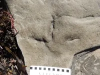Birds set foot near South Pole in Early Cretaceous, Australian tracks show