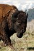 Bison ready for new pastures?