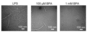 Bisphenol A and asthma in mice