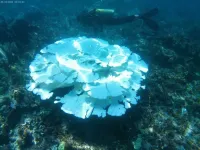 Bleaching of coral reefs shows severe ocean circulation changes