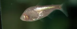 Blind cavefish have extraordinary taste buds